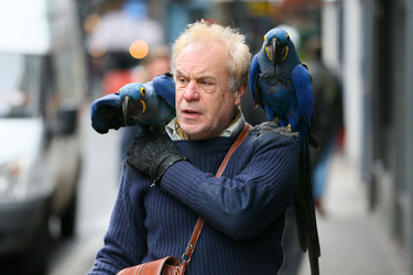 A man was seen with two blue parrots sitting on his shoulder while they walked down the streets of Soho London