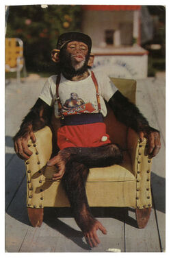 Malcolm X Handwritten Postcard Featuring Chimpanzee Expressing Racial Tensions to be Auctioned