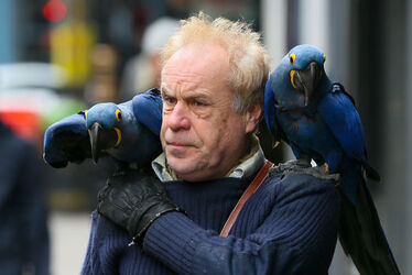 A man was seen with two blue parrots sitting on his shoulder while they walked down the streets of Soho London