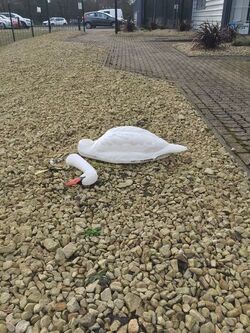RSPCA investigates sinister swan decapitation only to find broken model 