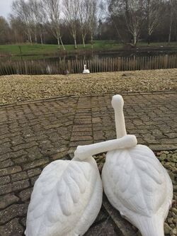 RSPCA investigates sinister swan decapitation only to find broken model 