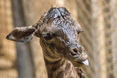 A baby giraffe sticks her tongue out in her enclosure at the Santa Barbara Zoo.
