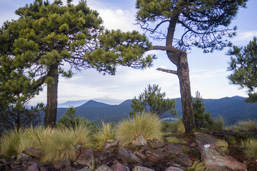 Cumbres del Ajusco National Park