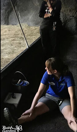 Bolingo the gorilla mimics trainer.