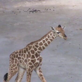 Giraffa Bioparco Roma Giraffa Bioparco Roma
