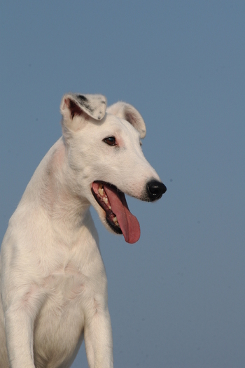 Fox Terrier pelo liscio Smooth Fox Terrier Fox Terrier pelo liscio Smooth Fox Terrier