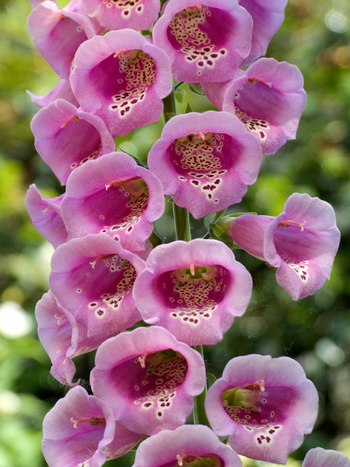 Digitale Digitalis
