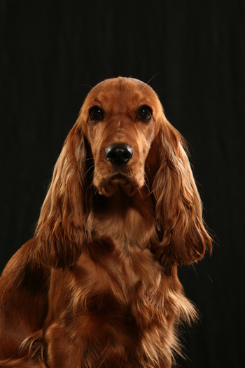 Cocker Spaniel Inglese English Cocker Spaniel Cocker Spaniel Inglese English Cocker Spaniel