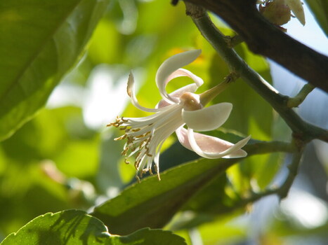 Limoni fiori e frutti Limoni fiori e frutti