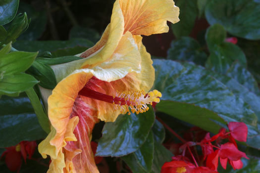 Hibiscus Ibisco Hibiscus Ibisco