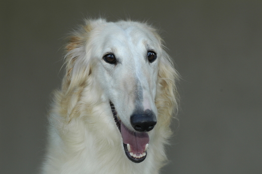 Levriero russo Barzoi Borzoi Russian wolfhound Levriero russo Barzoi Borzoi Russian wolfhound