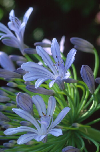 Agapanto Agapanthus africanus African lily 