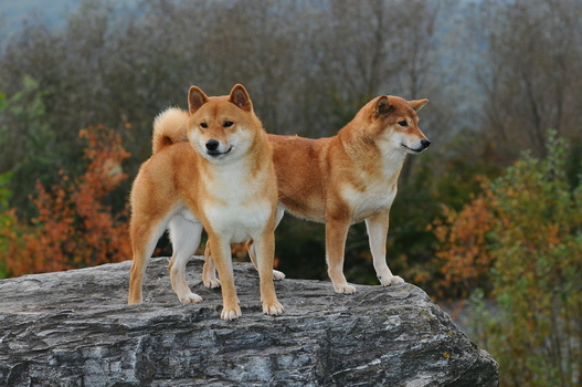 Shiba Inu Shiba Inu