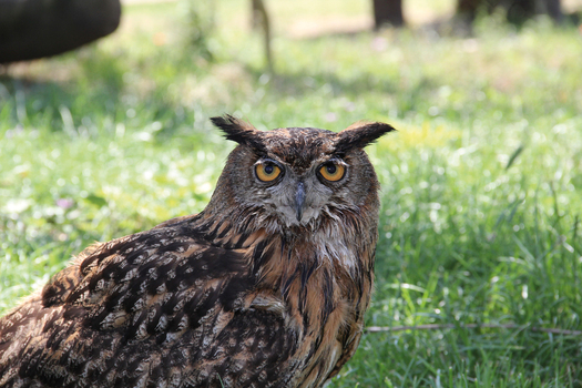 Gufo reale eagle owl Gufo reale eagle owl