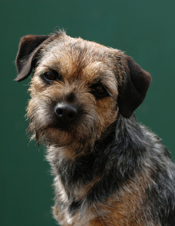 Border Terrier Border Terrier