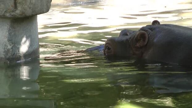 Ippopotamo anfibio Hippopotamus amphibius al Bioparco di Roma Ippopotamo anfibio Hippopotamus amphibius al Bioparco di Roma