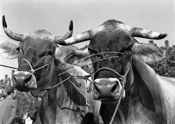 Fiera Campionaria di Vicenza 1953 Meccanizzazione Agricola. Fiera Campionaria di Vicenza 1953 Meccanizzazione Agricola.