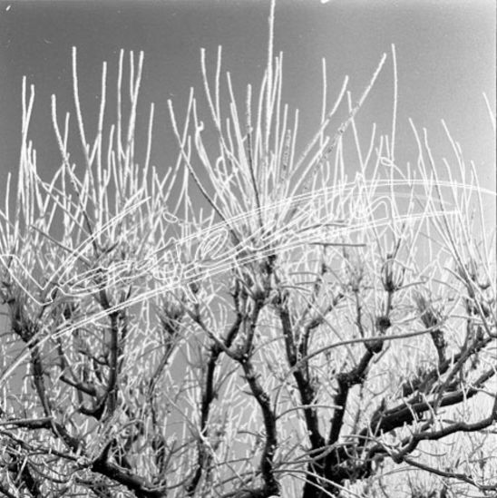 Campo Marzo. pellicola - negativo bianco e nero fto mm 60x60