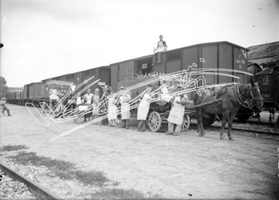 Vinicola Cattani. lastra di vetro - negativo bianco e nero fto mm 130x180