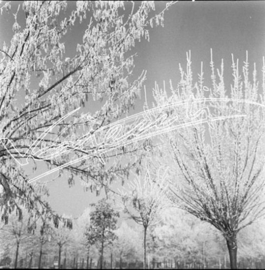 Campo Marzo. pellicola - negativo bianco e nero fto mm 60x60