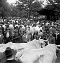 Fiera Campionaria di Vicenza 1946 Fiera Franca del Bestiame