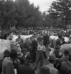 Fiera Campionaria di Vicenza 1946 Fiera Franca del Bestiame
