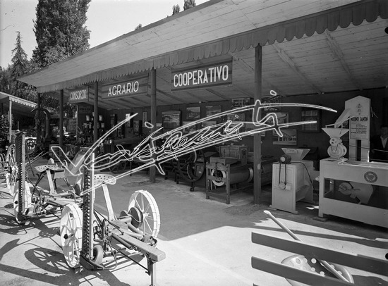 Fiera Campionaria di Vicenza 1949 : Consorzio Agrario di Vicenza. lastra di vetro - negativo bianco e nero fto mm 180x240