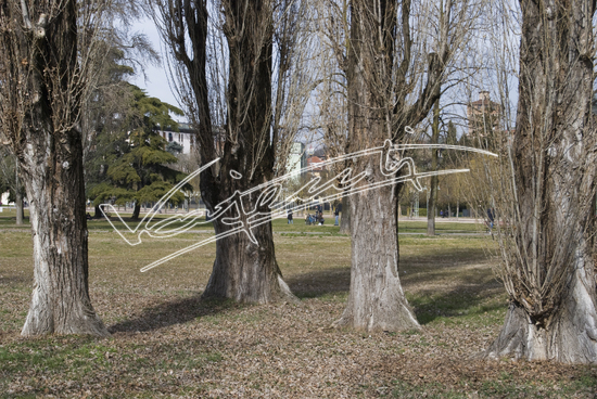 Campo Marzo. File digitale 28 MB