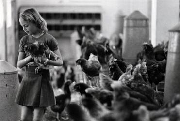 POLLI GALLINE AVIARIA