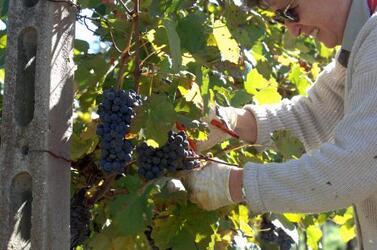 UVA VENDEMMIA VINO