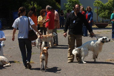 CANI ANIMALI DOMESTICI