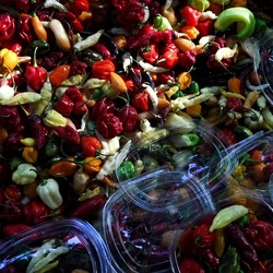 ORTO BOTANICO di PALERMO. Fotografie di Giulio Azzarello ©2019.