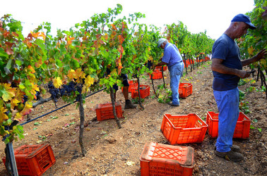 VENDEMMIA di AUTUNNO a S.Cristina Gela in Sicilia. Fotografie di Giulio Azzarello &copy;2016.