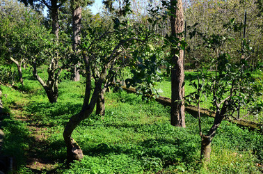 AGRUMETO SICILIANO in autunno. Fotografie di Giulio Azzarello &copy;2014.