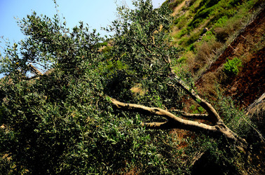 ISOLA DI USTICA la natura. Fotografie di Giulio Azzarello &copy;2016.
