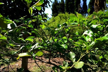 GIARDINO SICILIANO fotografie di Giulio Azzarello ©2021. GIARDINO SICILIANO fotografie di Giulio Azzarello ©2021.