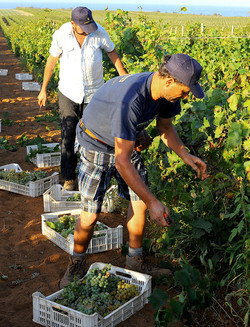 VENDEMMIA a Mazzara del Vallo in Sicilia con i contadini. Fotografie di Giulio Azzarello ©2016. VENDEMMIA a Mazzara del Vallo in Sicilia con i contadini. Fotografie di Giulio Azzarello ©2016.