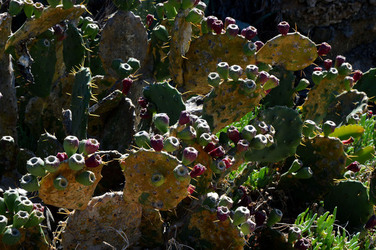 CAPO GALLO riserva marina e naturalistica a Palermo panoramiche e particolari. Fotografie di Giulio Azzarello ©2014. CAPO GALLO riserva marina e naturalistica a Palermo panoramiche e particolari. Fotografie di Giulio Azzarello ©2014.