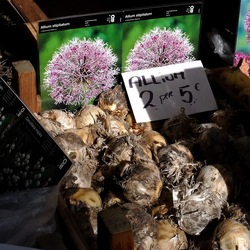 ORTO BOTANICO di PALERMO. Fotografie di Giulio Azzarello ©2019.