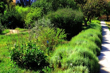 ORTO BOTANICO di Palermo nel maggio 2018. Fotografie di Giulio Azzarello &copy;2018.