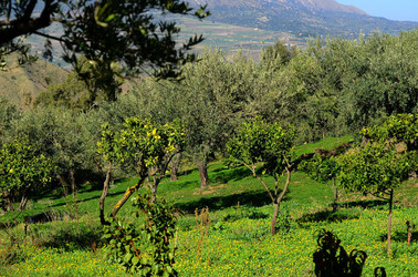 ULIVETO in autunno. Fotografie di Giulio Azzarello ©2014. ULIVETO in autunno. Fotografie di Giulio Azzarello ©2014.