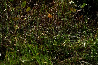 GIARDINO SICILIANO fotografie di Giulio Azzarello &copy;2020.