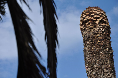 IL COLEOTTERO ROSSO e la moritura delle palme. Fotografie di Giulio Azzarello &copy;2014.