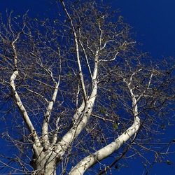 ALBERI. Fotografie di Giulio Azzarello &copy;2024.