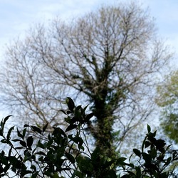 PIANTE. Fotografie di Giulio Azzarello &copy;2022.