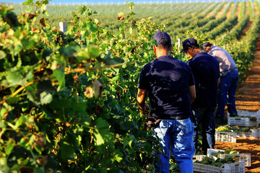 VENDEMMIA a Mazzara del Vallo in Sicilia con i contadini. Fotografie di Giulio Azzarello ©2016. VENDEMMIA a Mazzara del Vallo in Sicilia con i contadini. Fotografie di Giulio Azzarello ©2016.