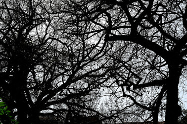 ORTO BOTANICO di Palermo in inverno. Fotografie di Giulio Azzarello &copy;2016.