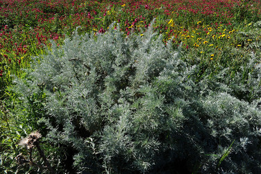 PAESAGGIO SICILIANO nel luogo delle macalube in Sicilia. Fotografie di Giulio Azzarello &copy;2014.