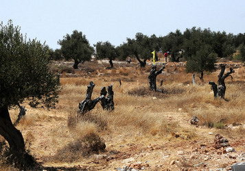 PALESTINA i territori palestinesi panoramiche e particolari. Foto di Giulio Azzarello ©2014. PALESTINA i territori palestinesi panoramiche e particolari. Foto di Giulio Azzarello ©2014.
