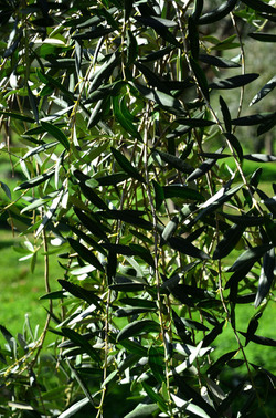 ULIVETO in autunno. Fotografie di Giulio Azzarello ©2014. ULIVETO in autunno. Fotografie di Giulio Azzarello ©2014.